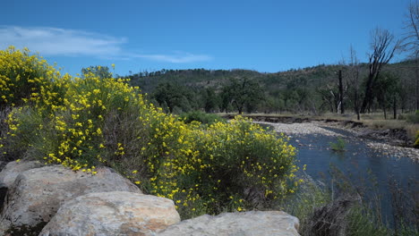 Slow-gimbal-retreat-headed-downstream-of-a-shallow-stream-surrounded-by-golden-mustard-flowers-and-fire-burned-trees