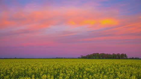 Timelapse-of-colorful-orange-pink-clouds-moving-over-field-of-yellow-flowers-at-sunset