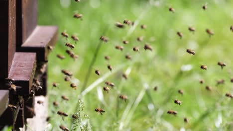 Enjambres-De-Abejas-En-La-Entrada-De-La-Colmena-En-Una-Abeja-Melífera-Densamente-Poblada