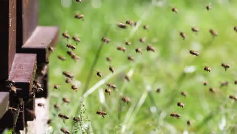 enjambres de abejas en la entrada de la colmena en una abeja de miel muy poblada