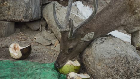 Javan-rusa-deer-eats-a-coconut.-Close-up-shot