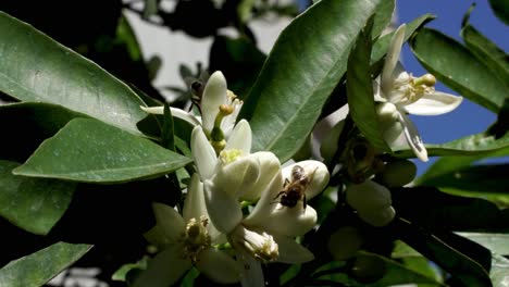 Bienen-Sammeln-Nektar-Von-Orangenblüten-An-Einem-Sonnigen-Frühlingstag,-Umgeben-Von-Grünen-Blättern,-Die-Von-Gefährlichen-Pestiziden-Verbreitet-Werden