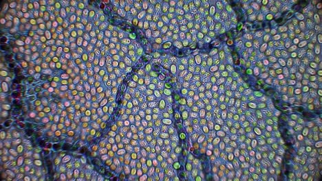 witness the vibrant colors and unique arrangements of plant cells magnified through a microscope, revealing their complex structures and patterns in remarkable clarity.