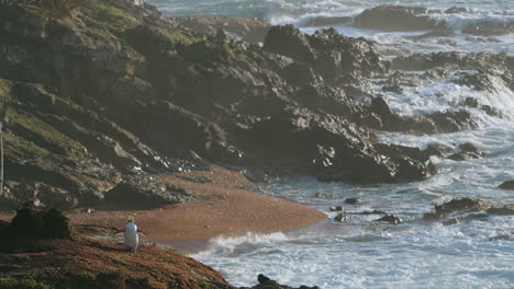 a yellow-eyed penguin in the scenic landscape of katiki point in new zealand at sunrise - wide