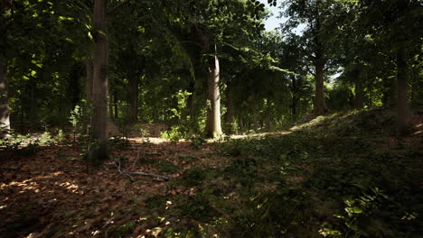 Forest-scene-with-mossy-ground-in-sunny-evening-in-summer