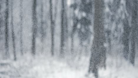 snowy forest