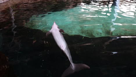 dolphin swimming in water