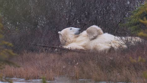 slow motion polar bear waits for the winter freeze up amongst the sub-arctic brush and trees of churchill, manitoba