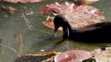 patos alimentándose entre los lirios en un estanque