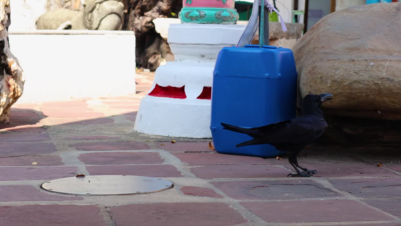 Crows interact and explore the temple grounds of Wat Pho, Bangkok. Bright daylight illuminates the scene, highlighting the temple's architecture
