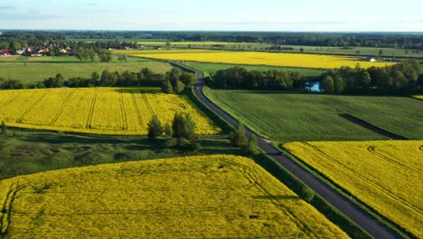 picturesque of country road through a rapeseed fields on sunny day