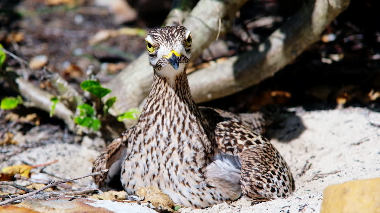 llamadas de alarma agudas de spotted stone-curlew dikkop sentado en su nido de arena