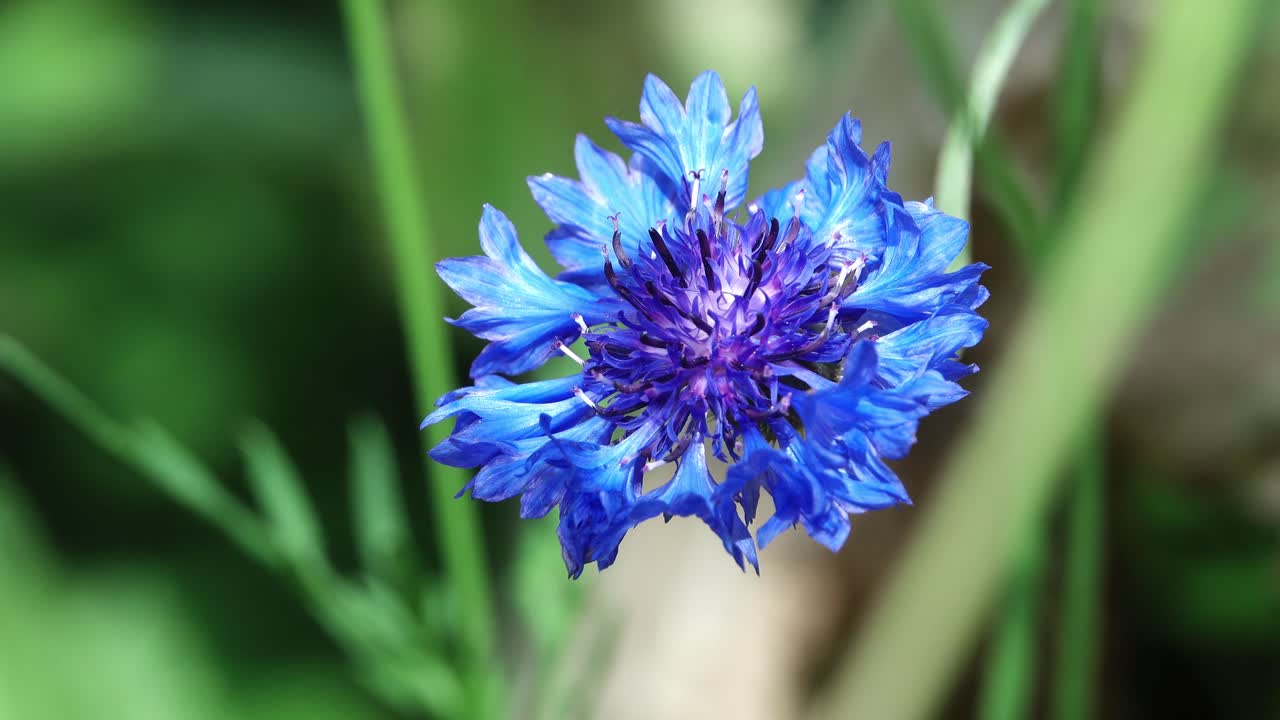 Blue cornflower in shadow and sun