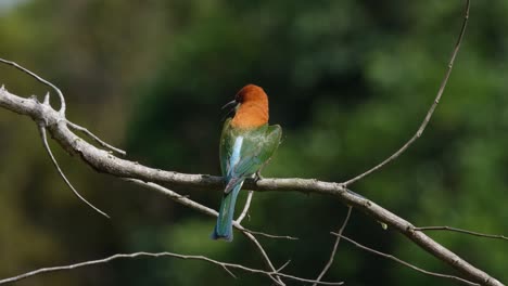 Abejaruco-De-Cabeza-Castaña-Merops-Leschenaulti,-Parque-Nacional-De-Khao-Yai,-Tailandia