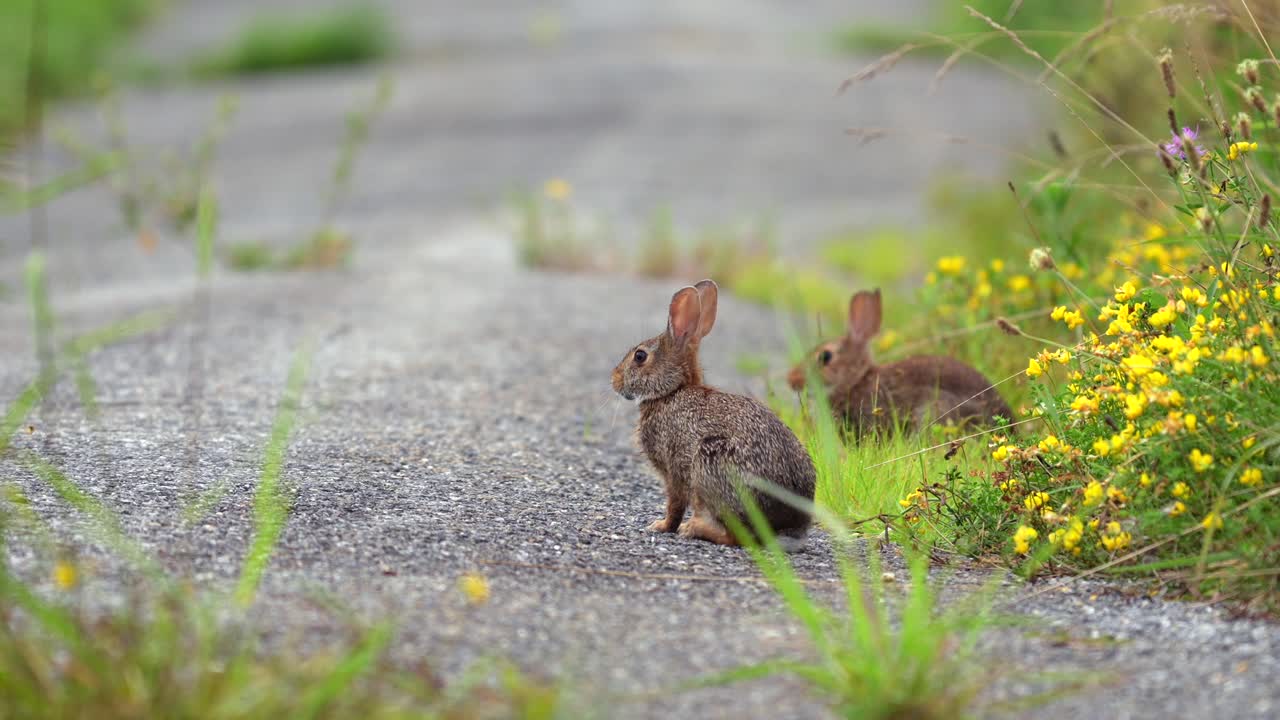 Two rabbits sitting on an abandoned road in the weeds and flowers