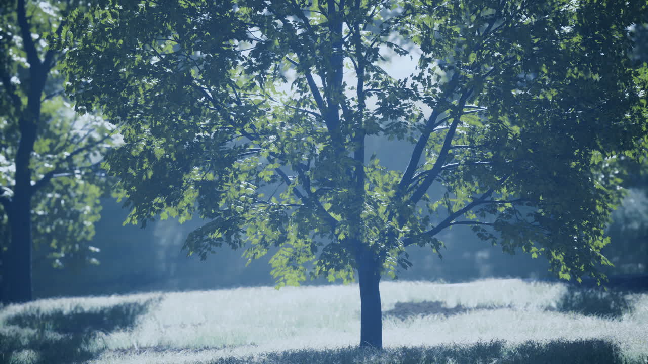 Serene green trees basking under soft sunlight in a tranquil meadow