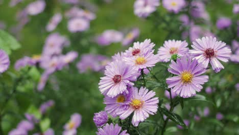 Autumn,-purple-asters-bloom-in-garden-on-rainy-day,-pull-focus