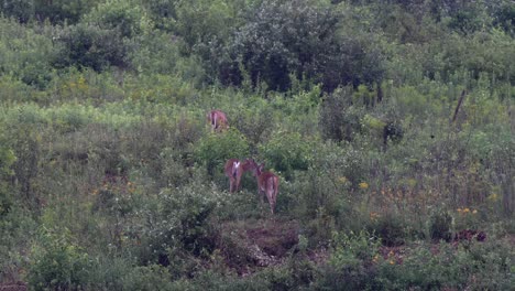 some yearling white tailed deer in a field with flowers in the late evening light