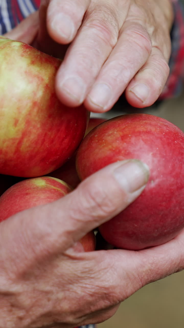 Old hands of male holding red apples. Close up. Harvest of healthy organic fruit. Blurred backdrop. Vertical video