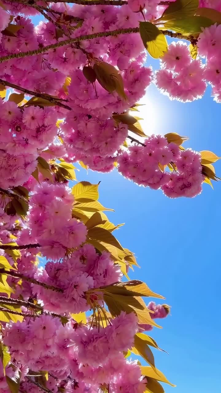 Upward angle video of vibrant pink cherry blossoms against a clear blue sky, capturing nature's