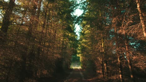 alley in the forrest  dolly shot slow motion