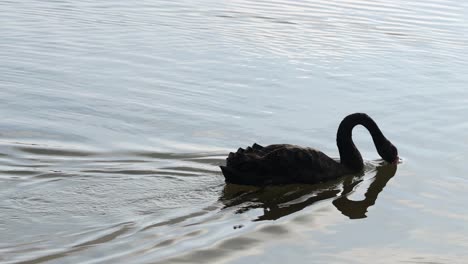 cisne negro deslizándose a través de las aguas tranquilas del río