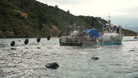 SLOWMO---New-Zealand-greenshell-mussel-farm-with-buoys-and-boat-harvesting