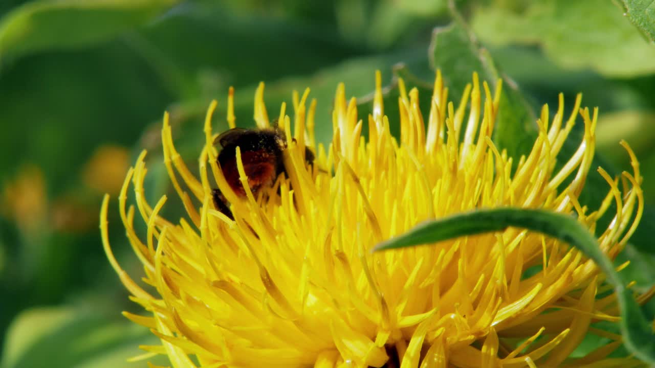 primer plano macro de un abejorro polinizando una flor de diente de león amarillo