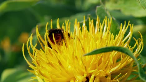 Makro-Nahaufnahme-Einer-Hummel,-Die-Eine-Gelbe-Löwenzahnblüte-Bestäubt