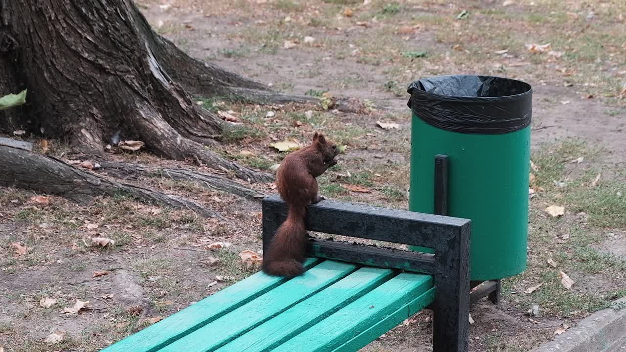 A squirrel eating a nut on a park bench