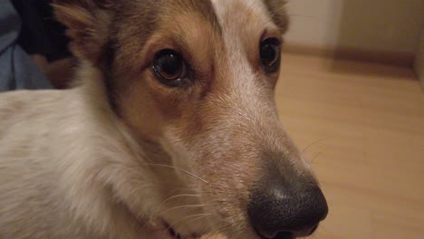 adorable dog looking to the camera