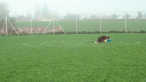 slow-motion dog jumping to catch a red disk on foggy day in public park on green grassy field