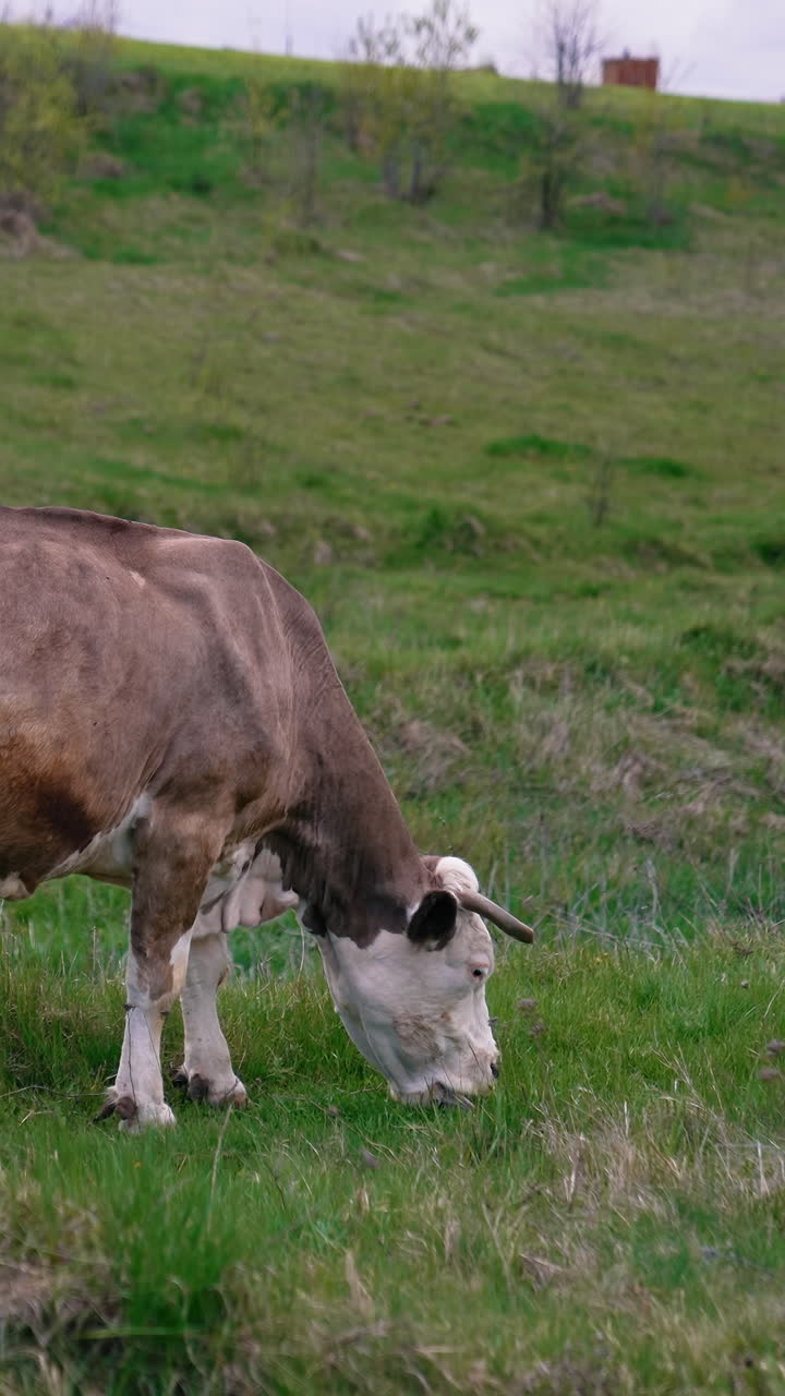 Milk cow and a calf on pasture. Dairy cow eating grass on field. Little calf grazing together with a mother cow on a meadow. Vertical video