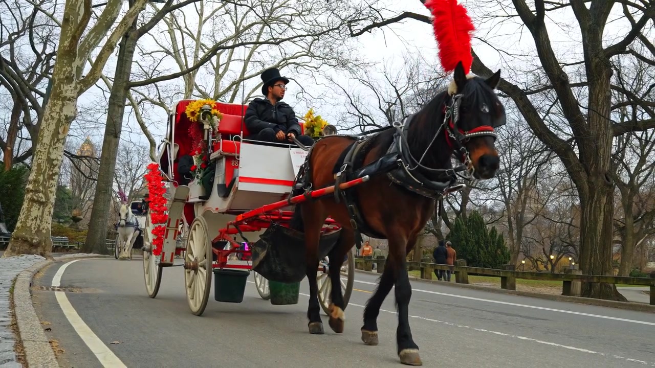 New York, USA, 24. marts 2026: Traditionel hestevogn på Central Park-vej. En hestevogn med en kusk i høj hat bevæger sig ad en brolagt vej omgivet af nøgne træer