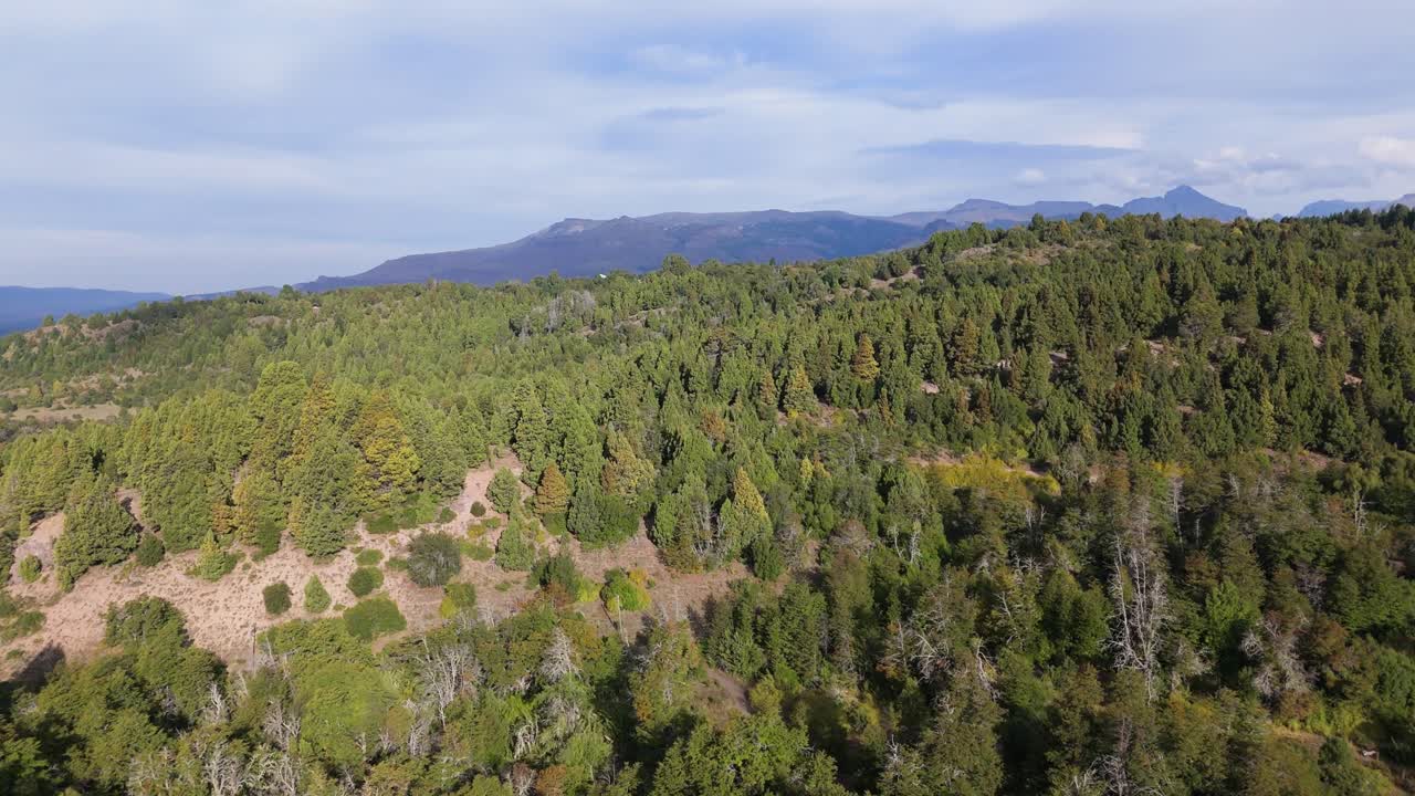 Lush green forest landscape in daylight with distant mountain peaks in the background