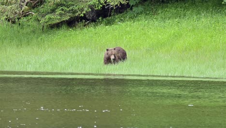 Un-Oso-Pardo-Pastando-En-La-Hierba-En-El-Lago-Eva-En-La-Isla-De-Baranof-En-El-Sureste-De-Alaska