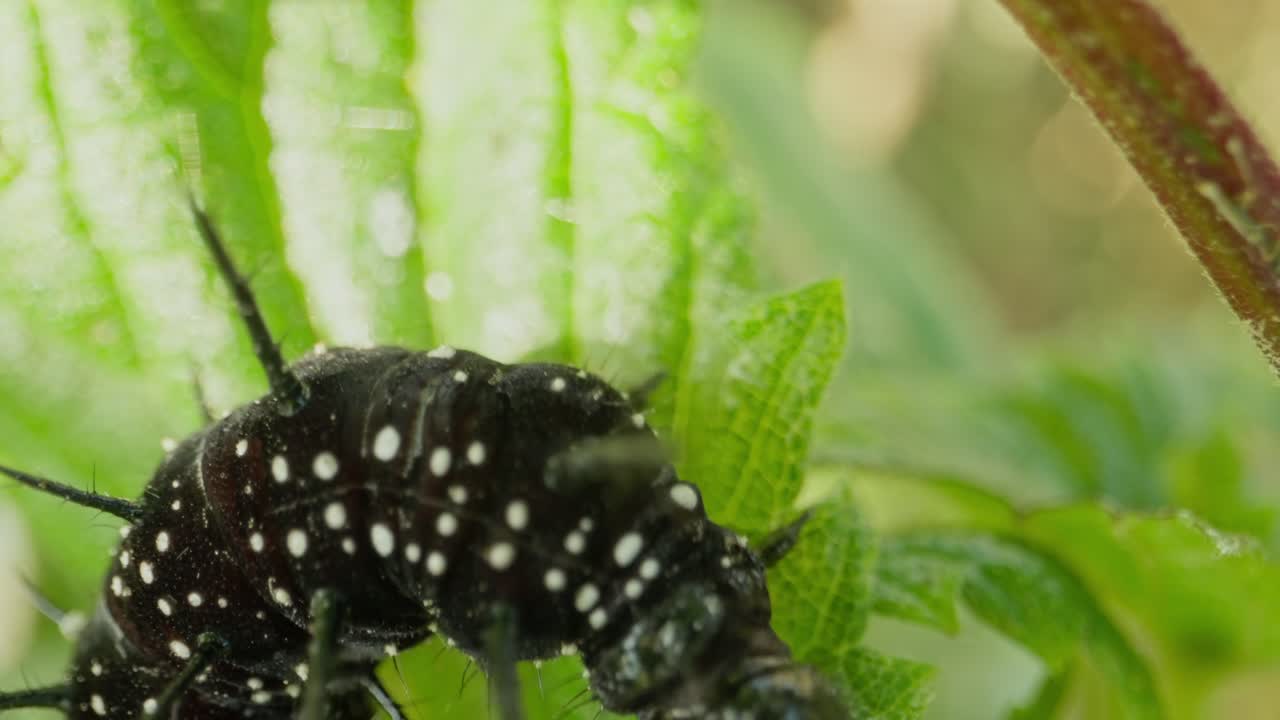 Peacock butterfly caterpillar eating leaf gently under filtered plant light