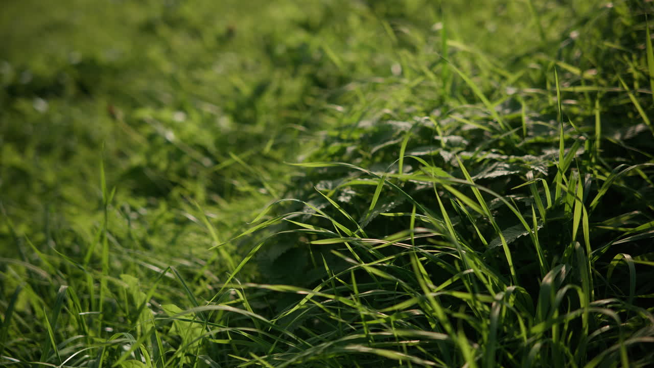 Sun is shining on some grass with the wind moving the straws a little