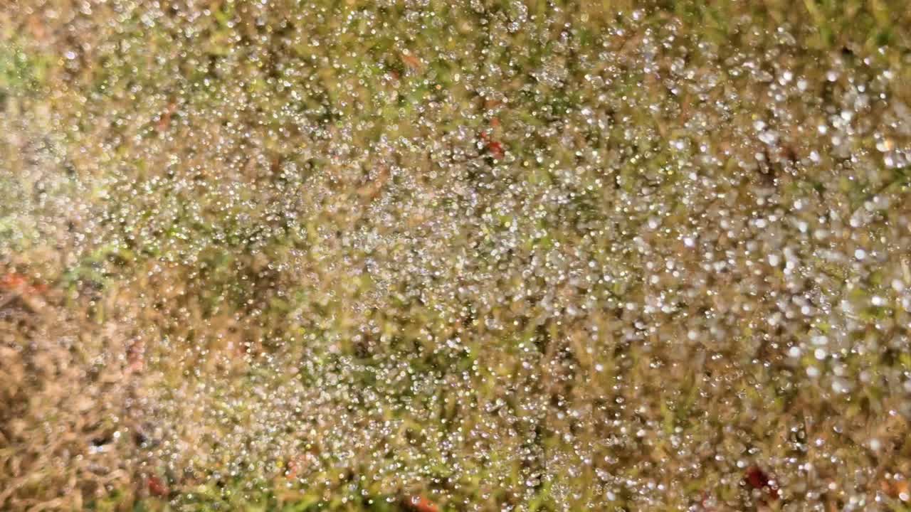 Sunlight sparkles on water droplets as a hose sprays dry grass in a macro close-up
