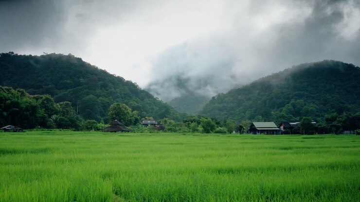 Rice Paddy Timelapse