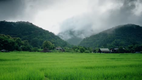 Rice-Paddy-Timelapse