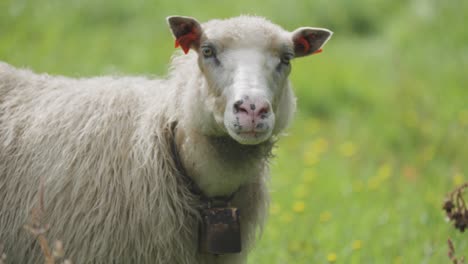 a portrait shot of the white wooly sheep on the lush green pasture