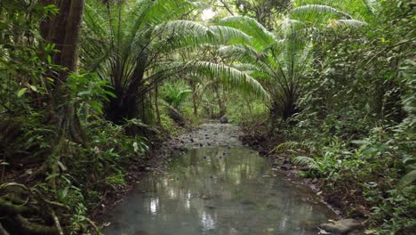 Steady-Cam-Shot,-Personal-Perspective-of-Walking-on-a-Path-in-the-green-Forest,-Pov-of-Hiker-Walking-in-Running-Water-Through-the-Forest