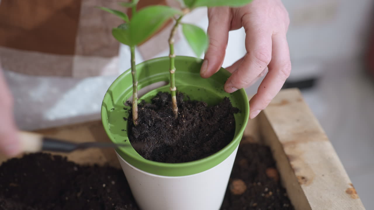 Nature enthusiast filling plastic planter with moist potting soil using small shovel pressing soil around young plant roots with thumb closeup showing nurturing hands on wooden tray in bright room