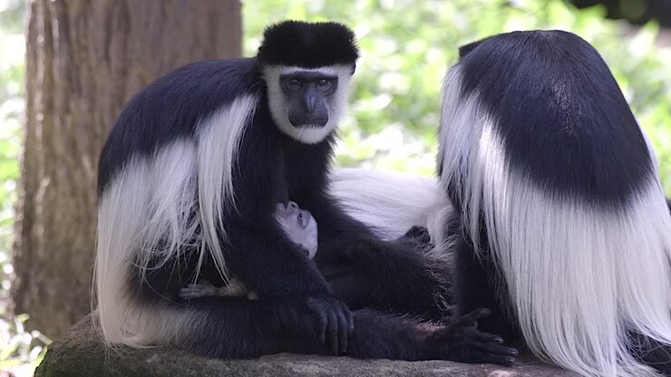 Un cucciolo di scimmia colobo in bianco e nero viene allattato dalla madre.