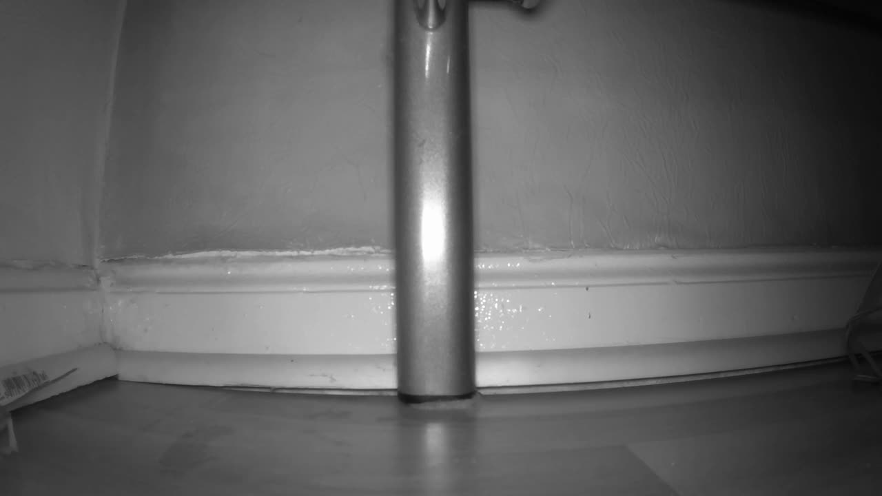 маленькая мышь проверяет угол стены в гостиной