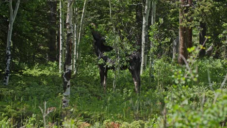 A-wild-Moose-feeding-in-the-forest-at-Gordon-Gulch,-Colorado,-USA