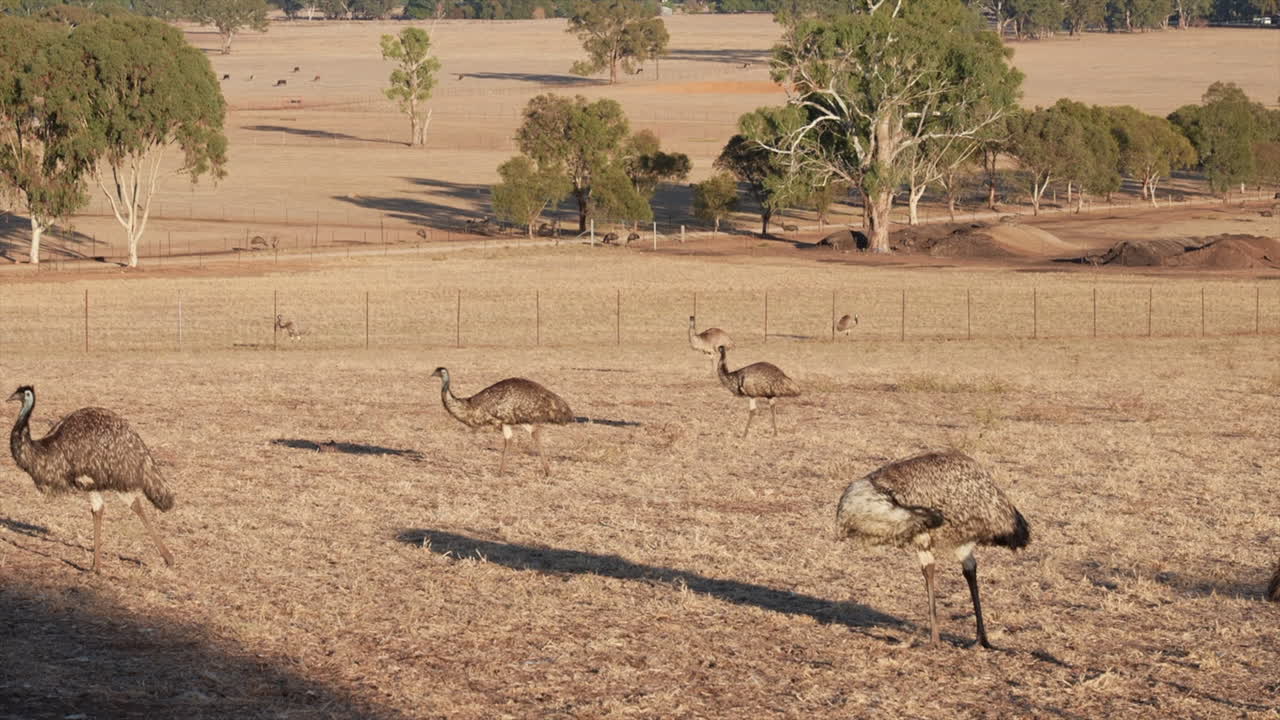 Emus walking across a field on an emu farm in Australia