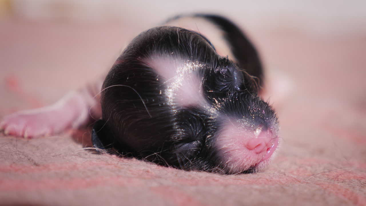 갓 태어난 무방비 강아지