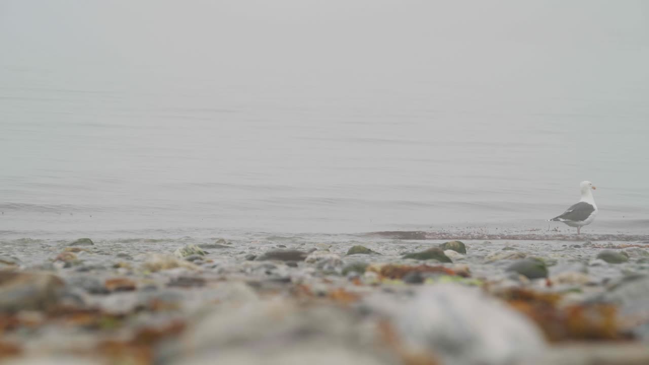 안개 낀 해변의 해안선을 걷고 있는 갈매기